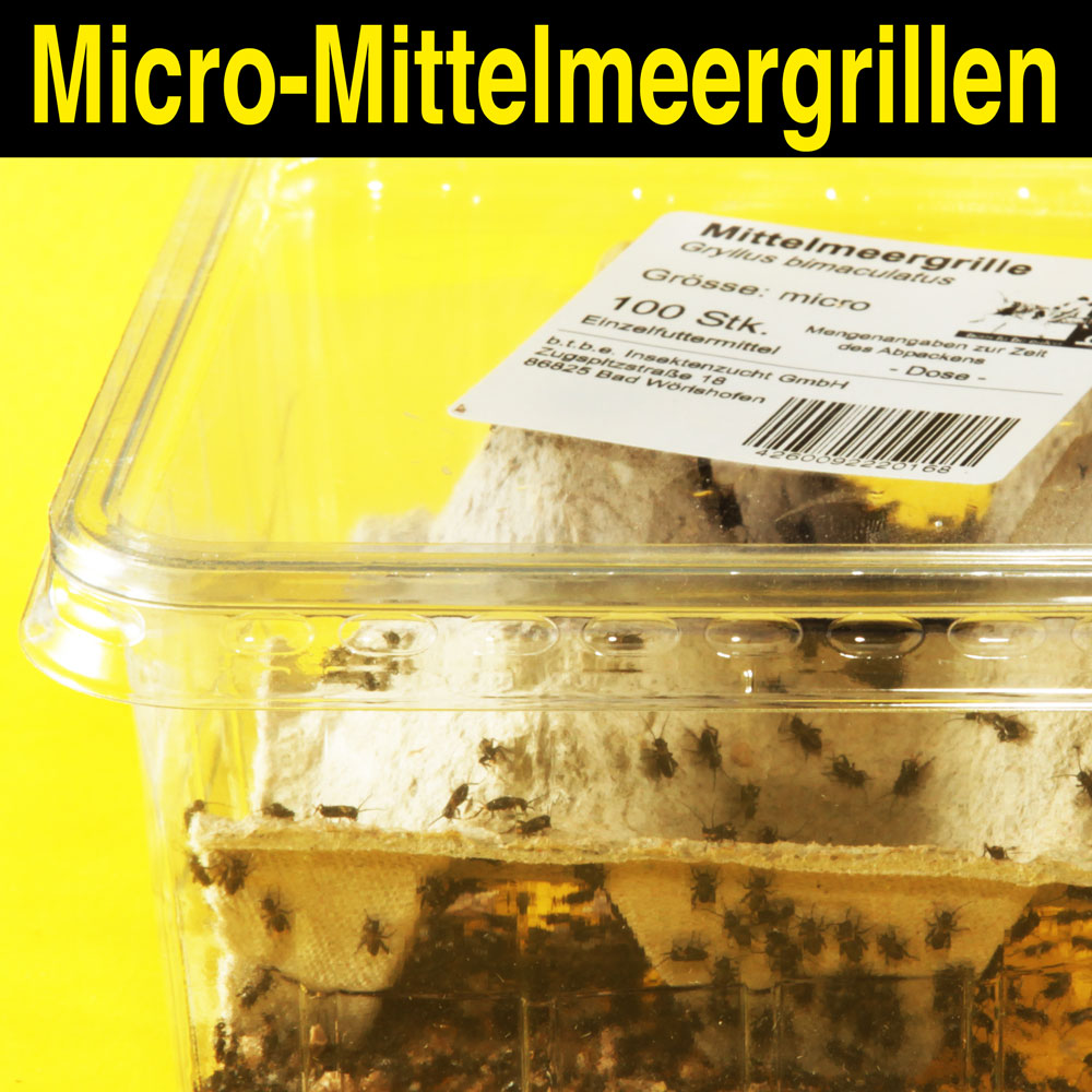 Mittelmeergrillen micro