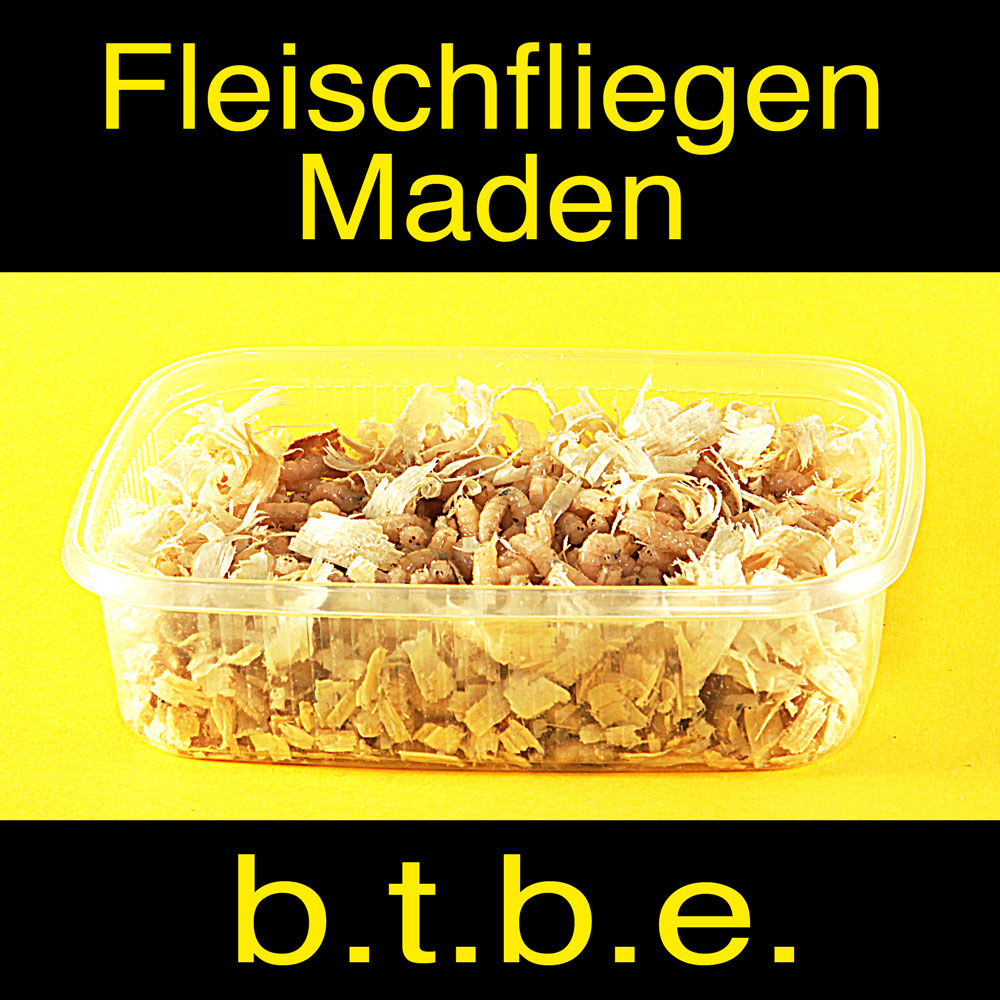 Fleischfliegenmaden