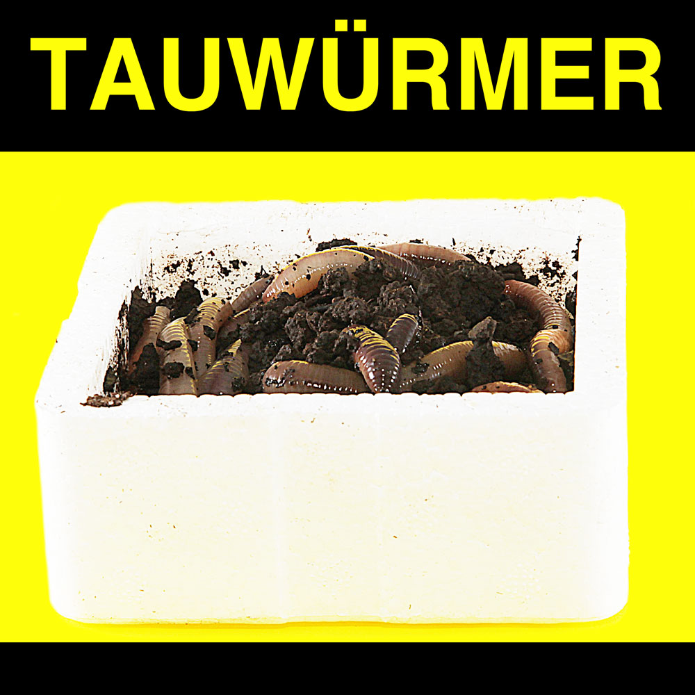 Tauwürmer