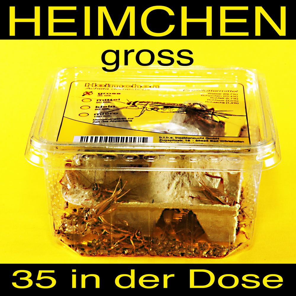 Heimchen Gross