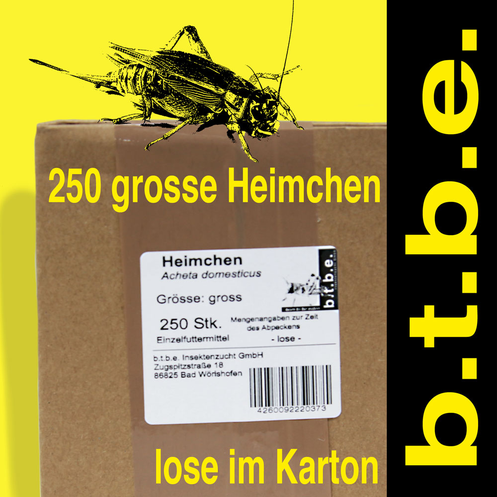 Heimchen Gross