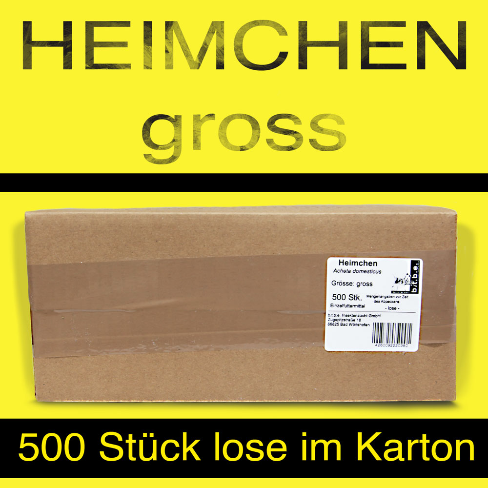 Heimchen Gross