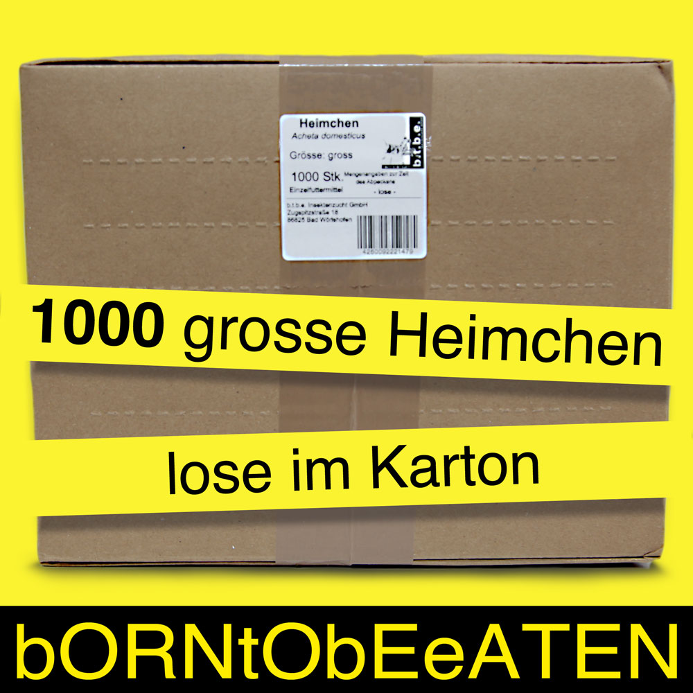 Heimchen Gross