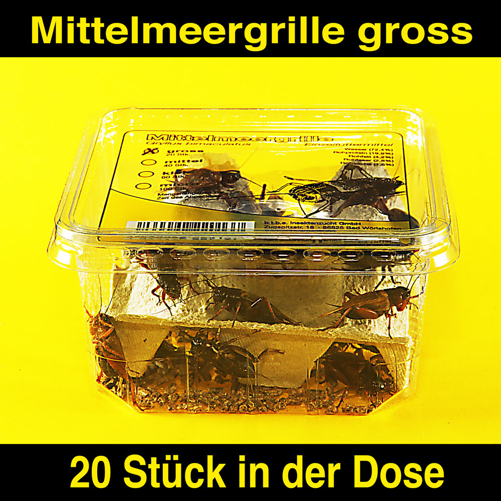 Mittelmeergrillen Gross