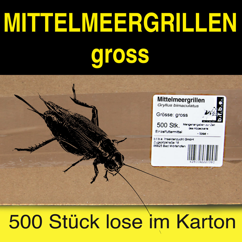 Mittelmeergrillen Gross