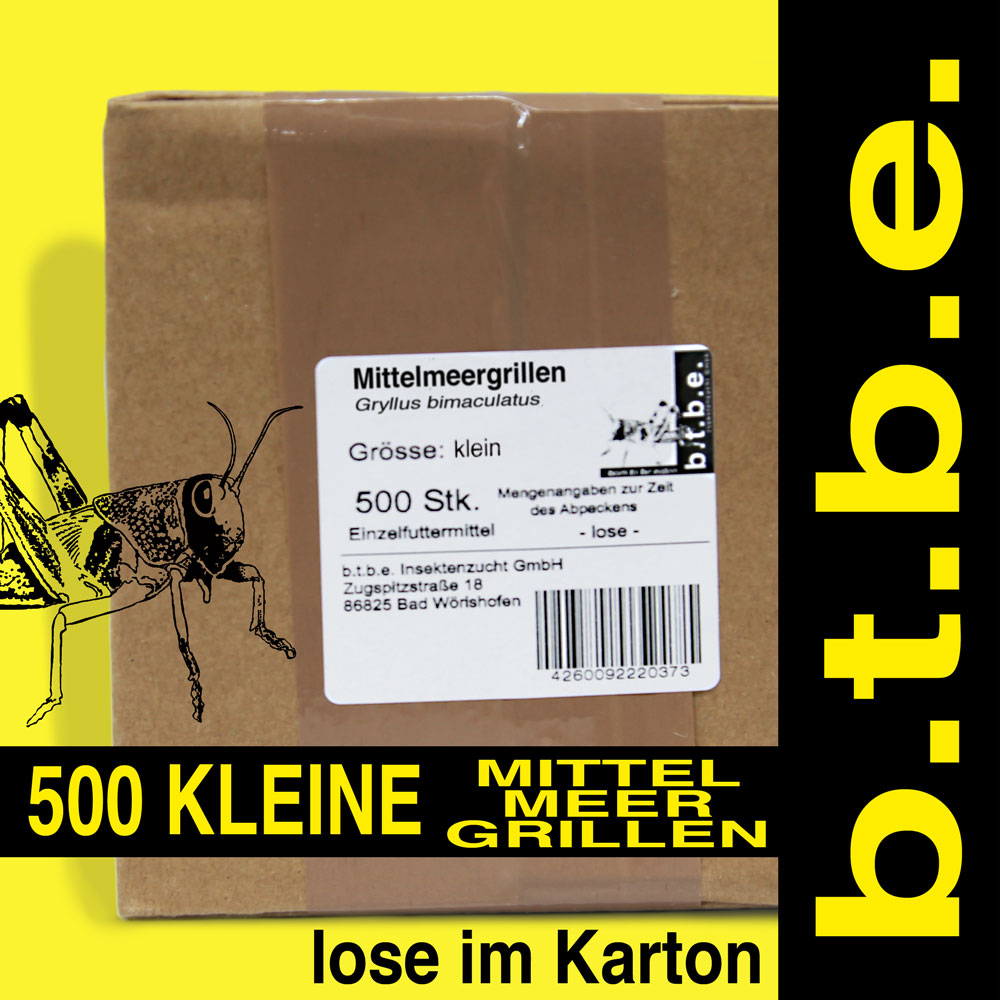 Mittelmeergrillen klein