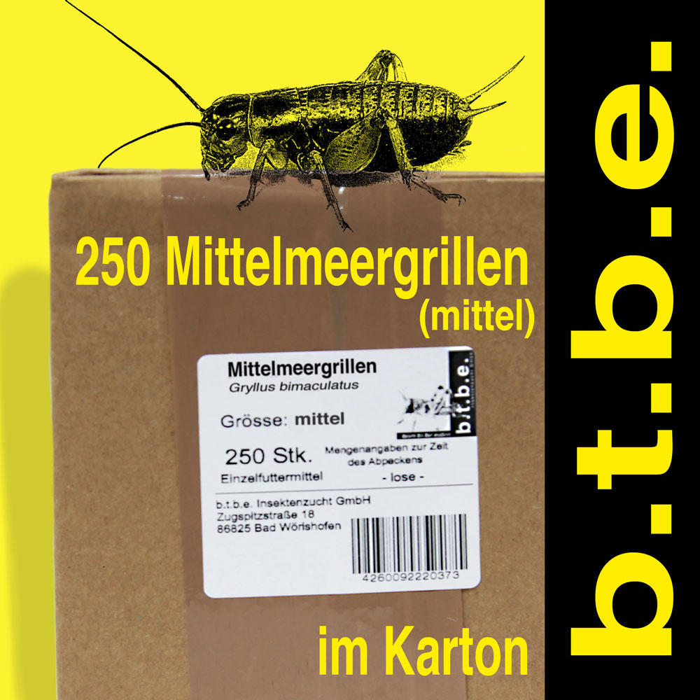 Mittelmeergrillen mittel