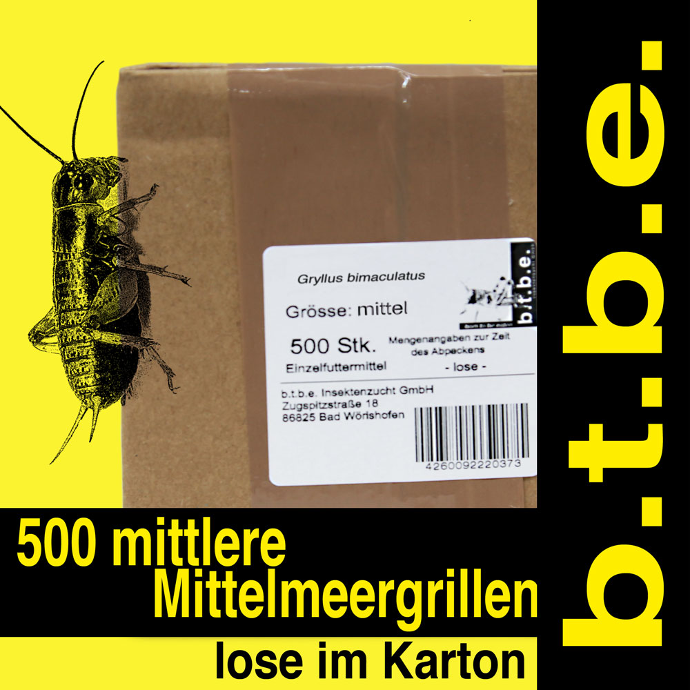 Mittelmeergrillen mittel