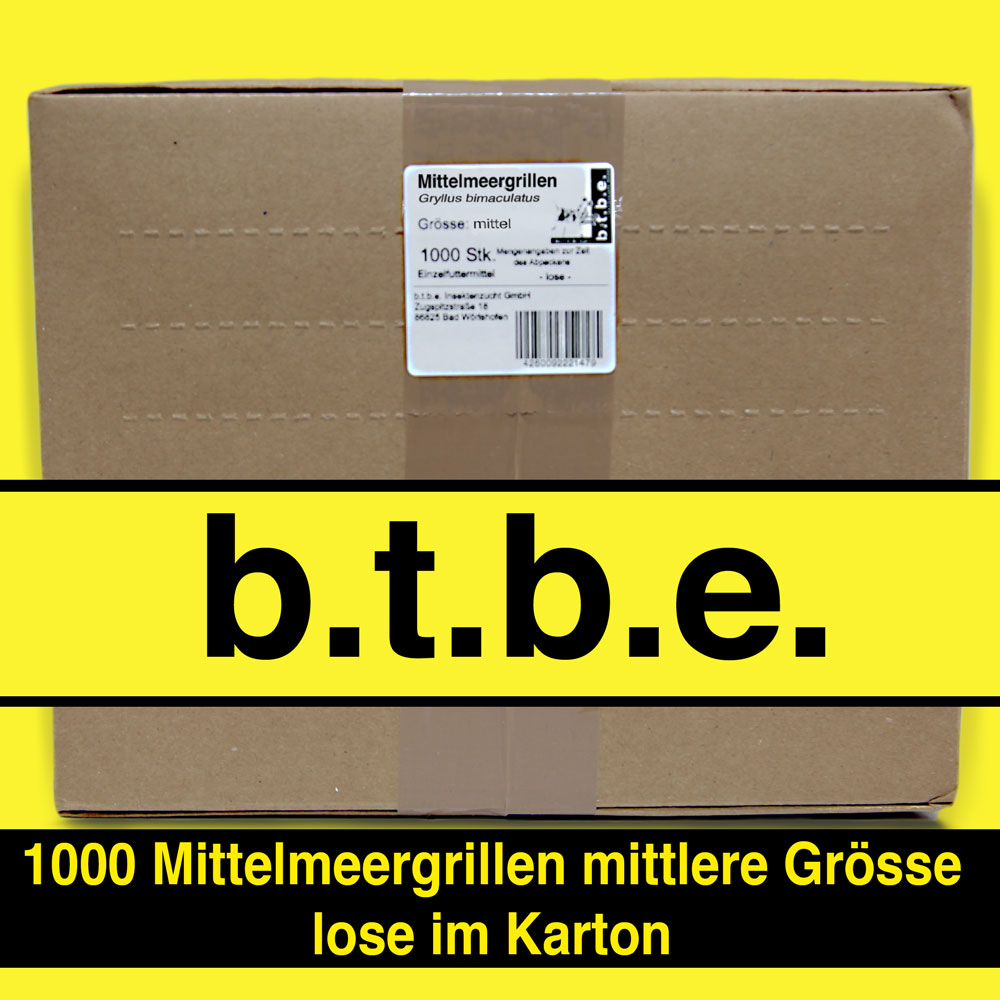 Mittelmeergrillen mittel