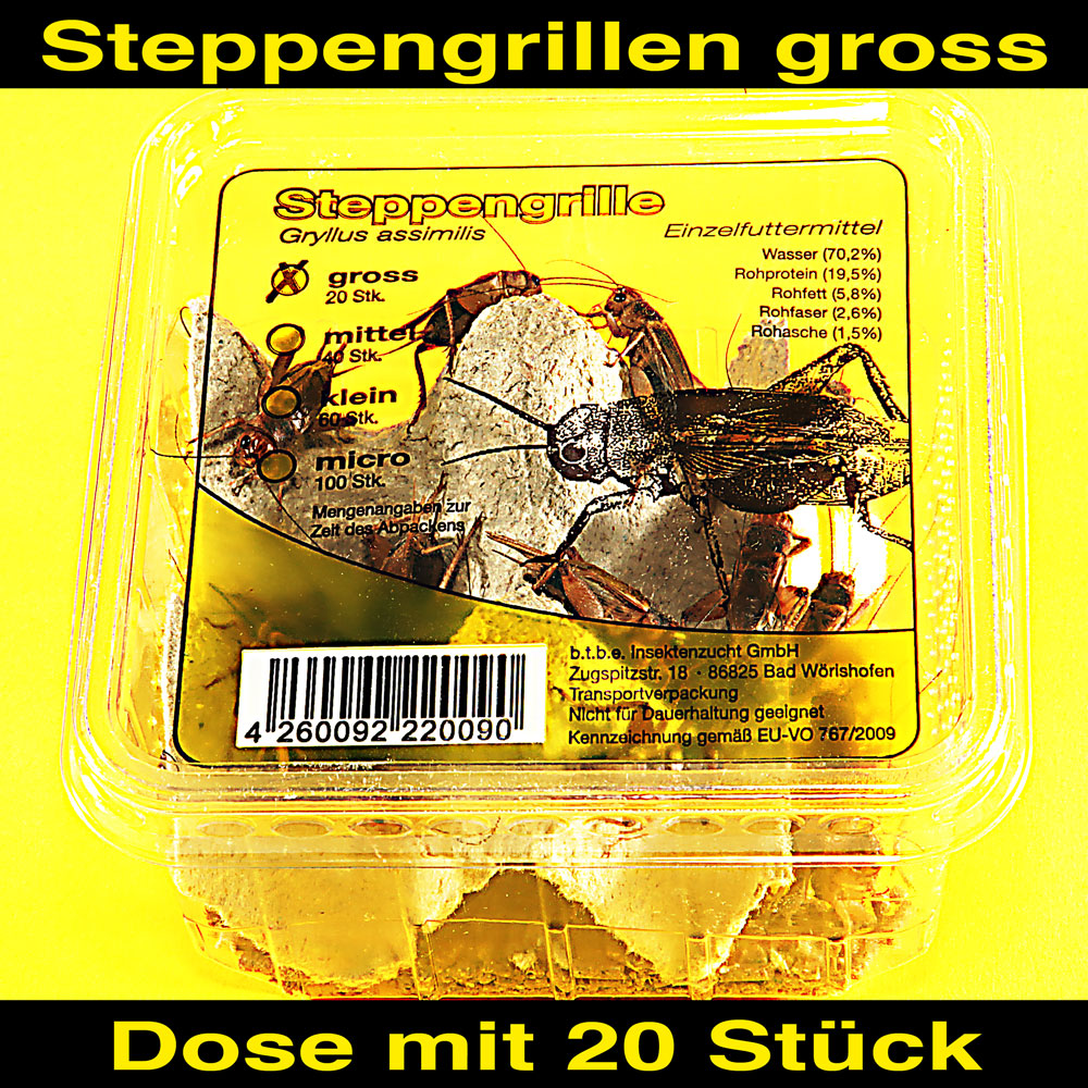 Steppengrillen Gross