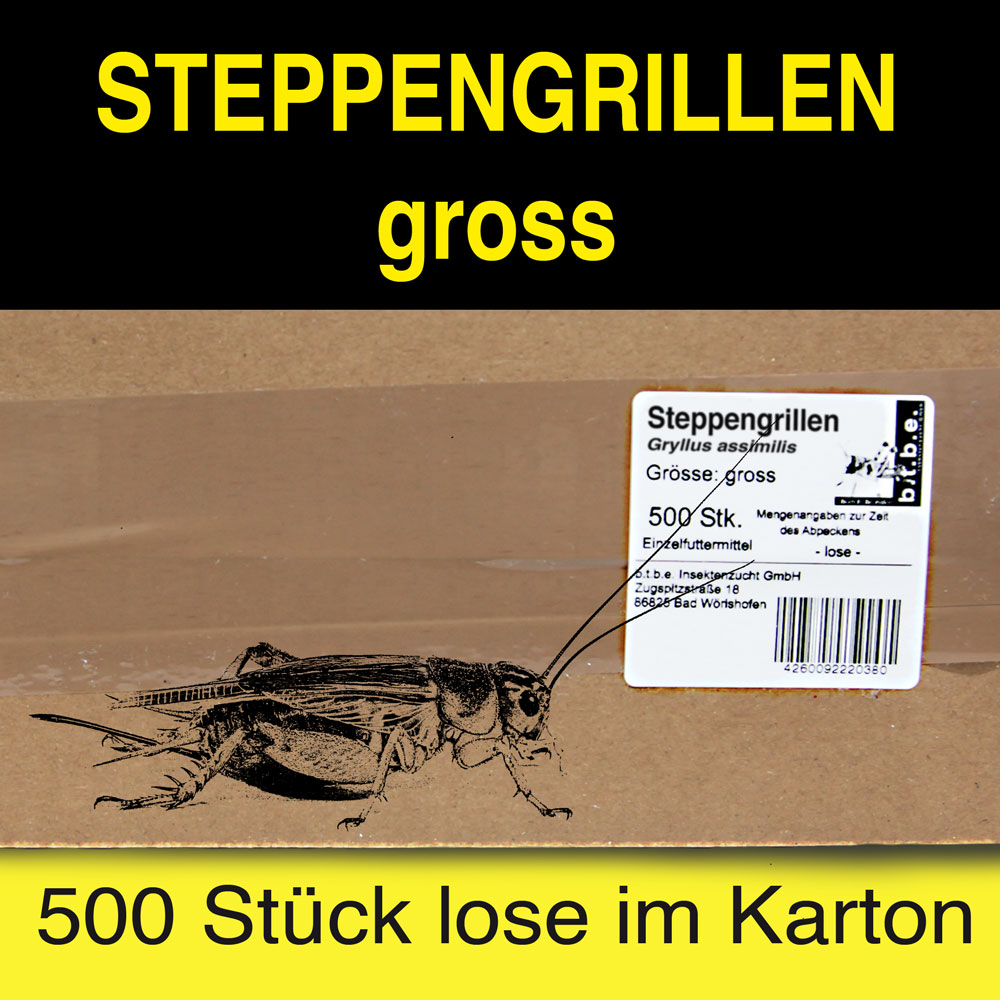 Steppengrillen Gross