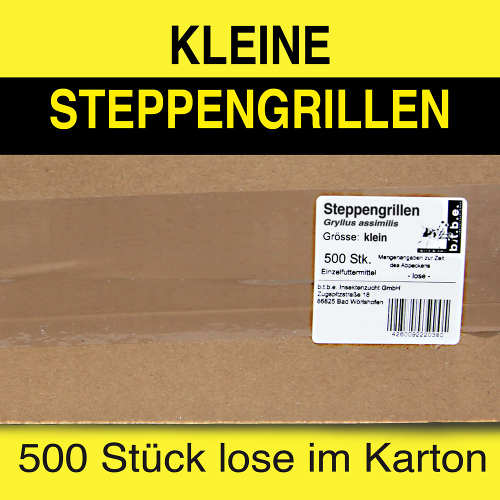 Steppengrillen klein