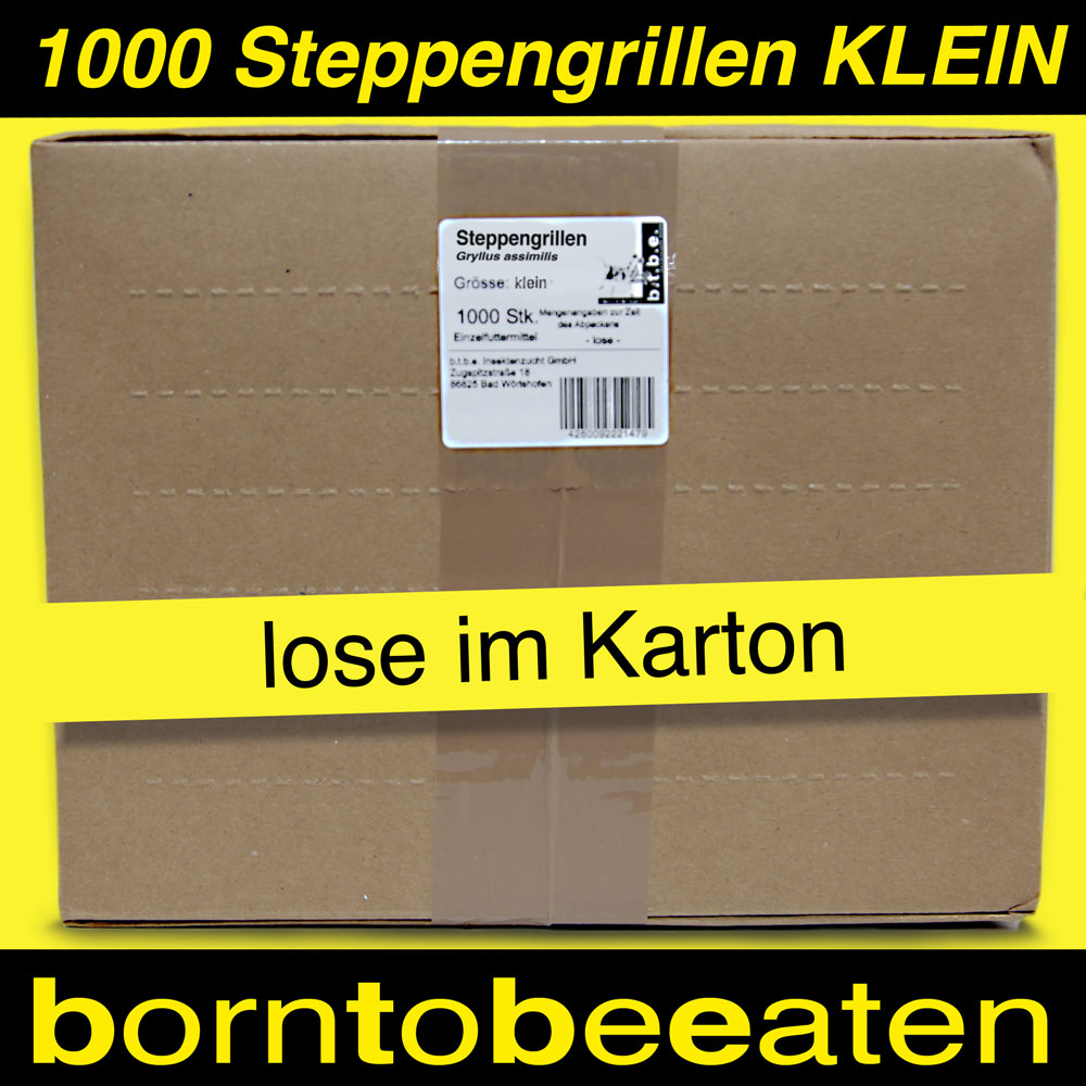 Steppengrillen klein