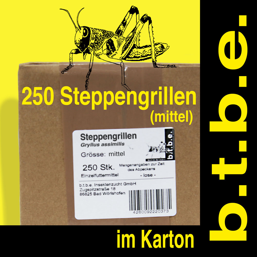 Steppengrillen mittel