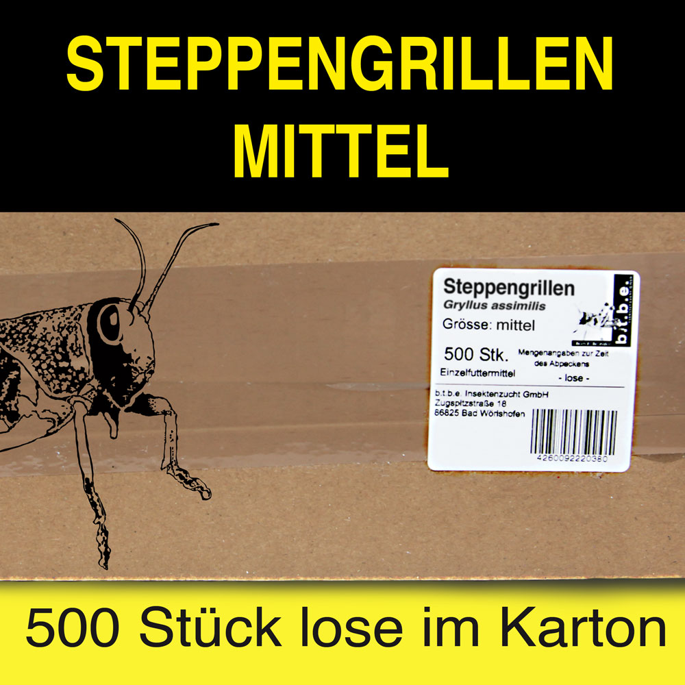 Steppengrillen mittel