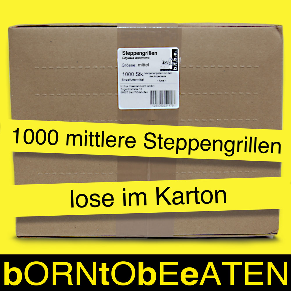 Steppengrillen mittel