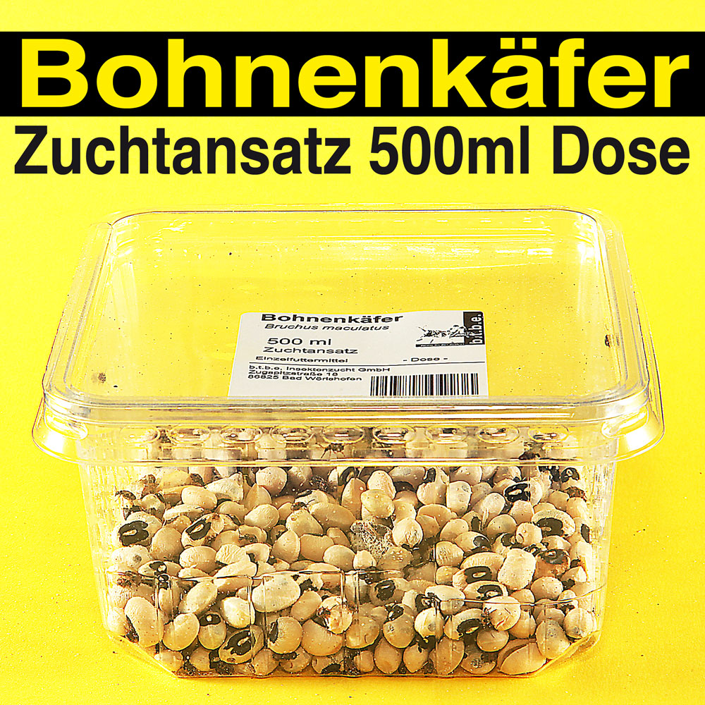 Bohnenkäfer