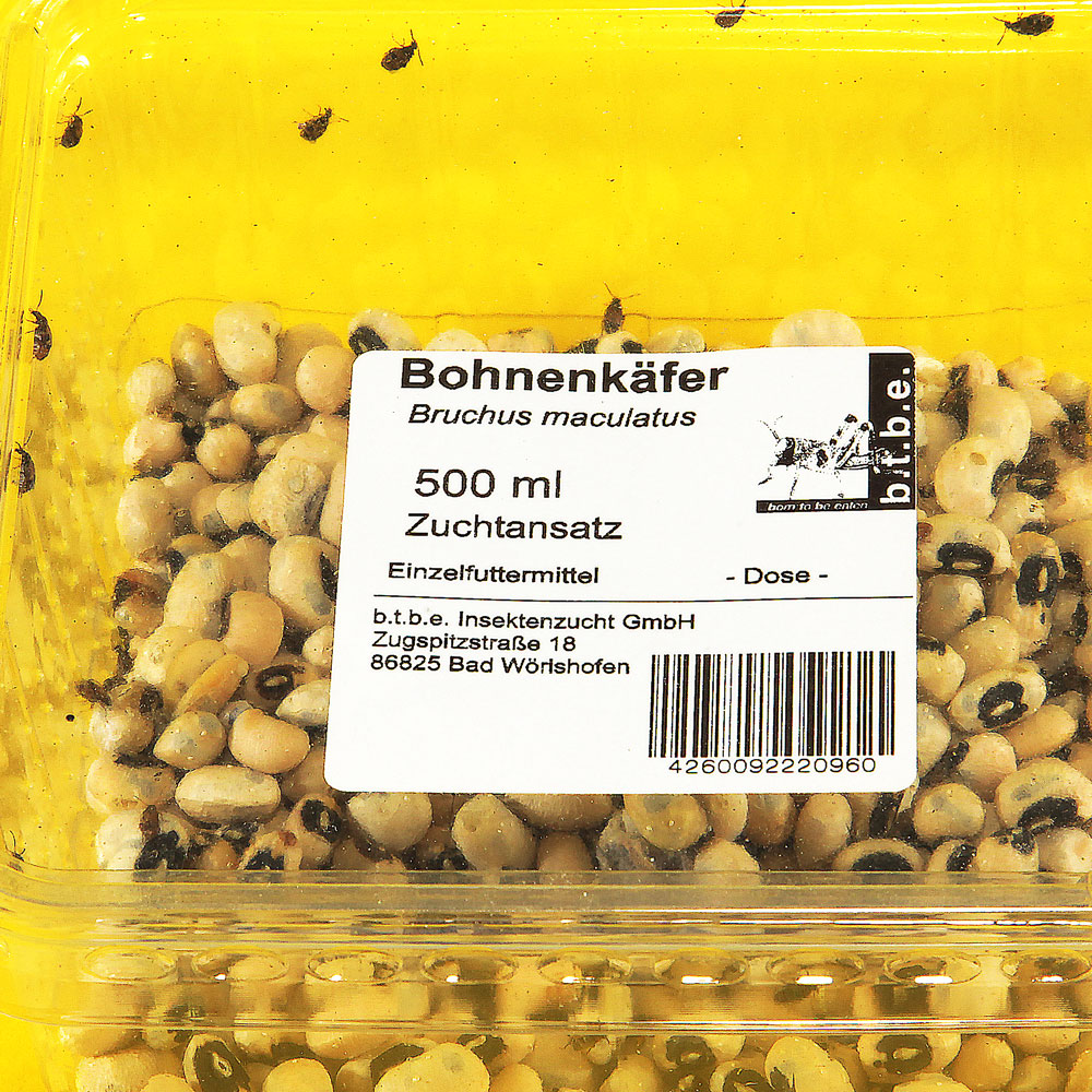 Bohnenkäfer