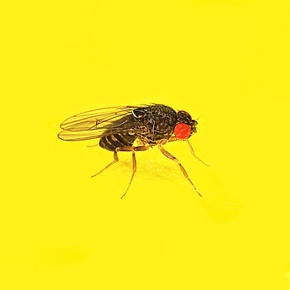 Drosophila