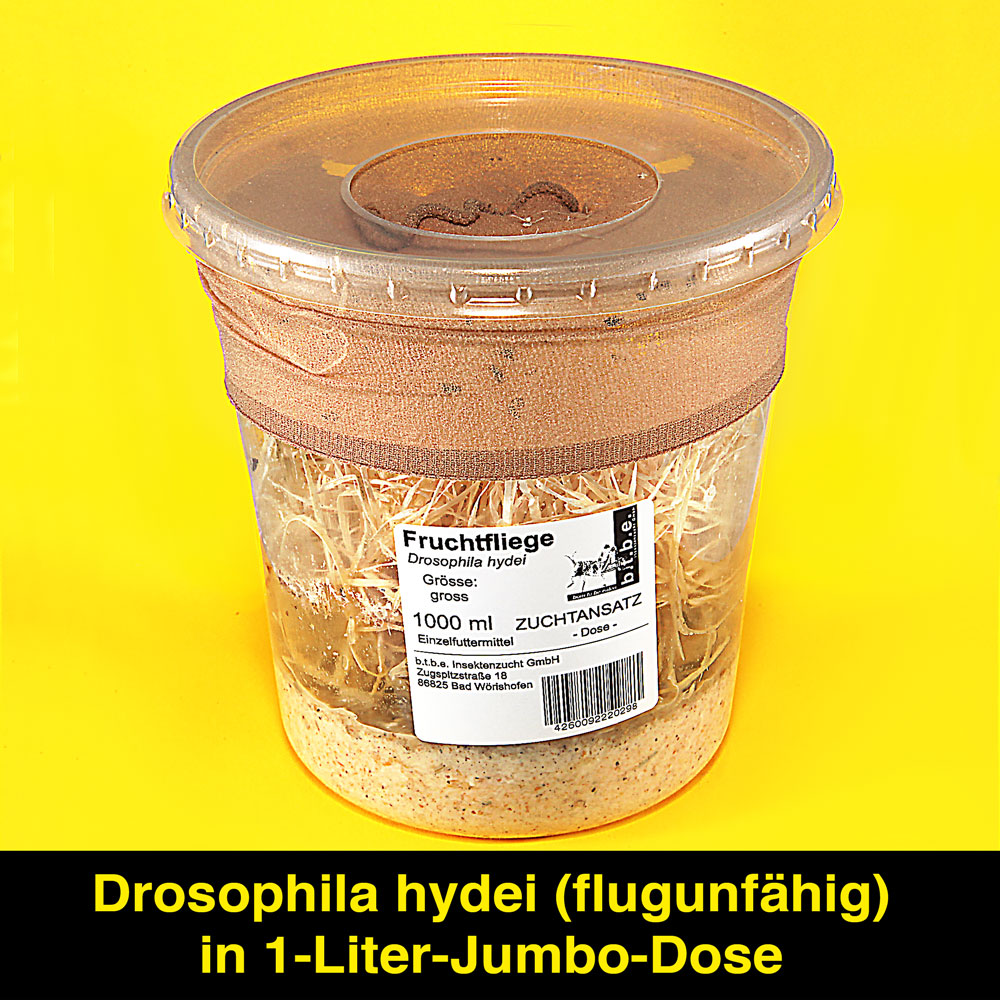 Drosophila