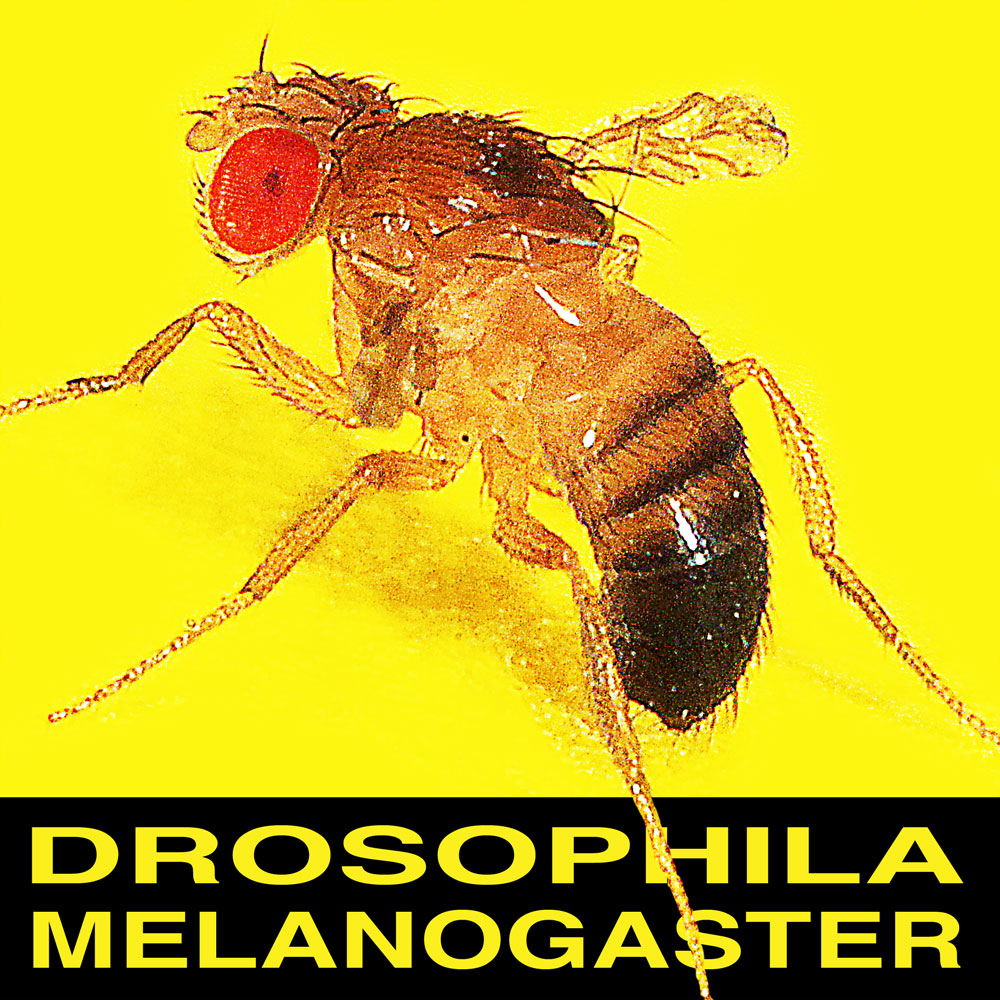 Drosophila