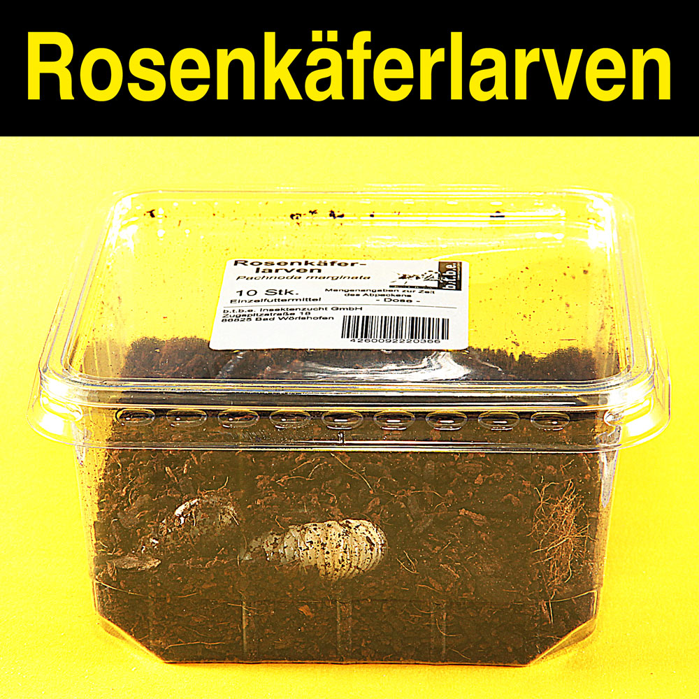 Rosenkäfer