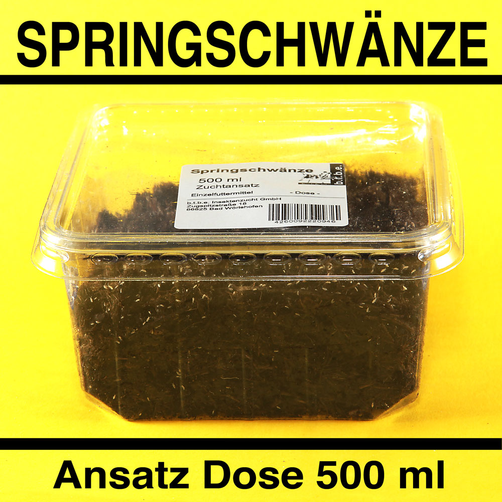 Springschwänze