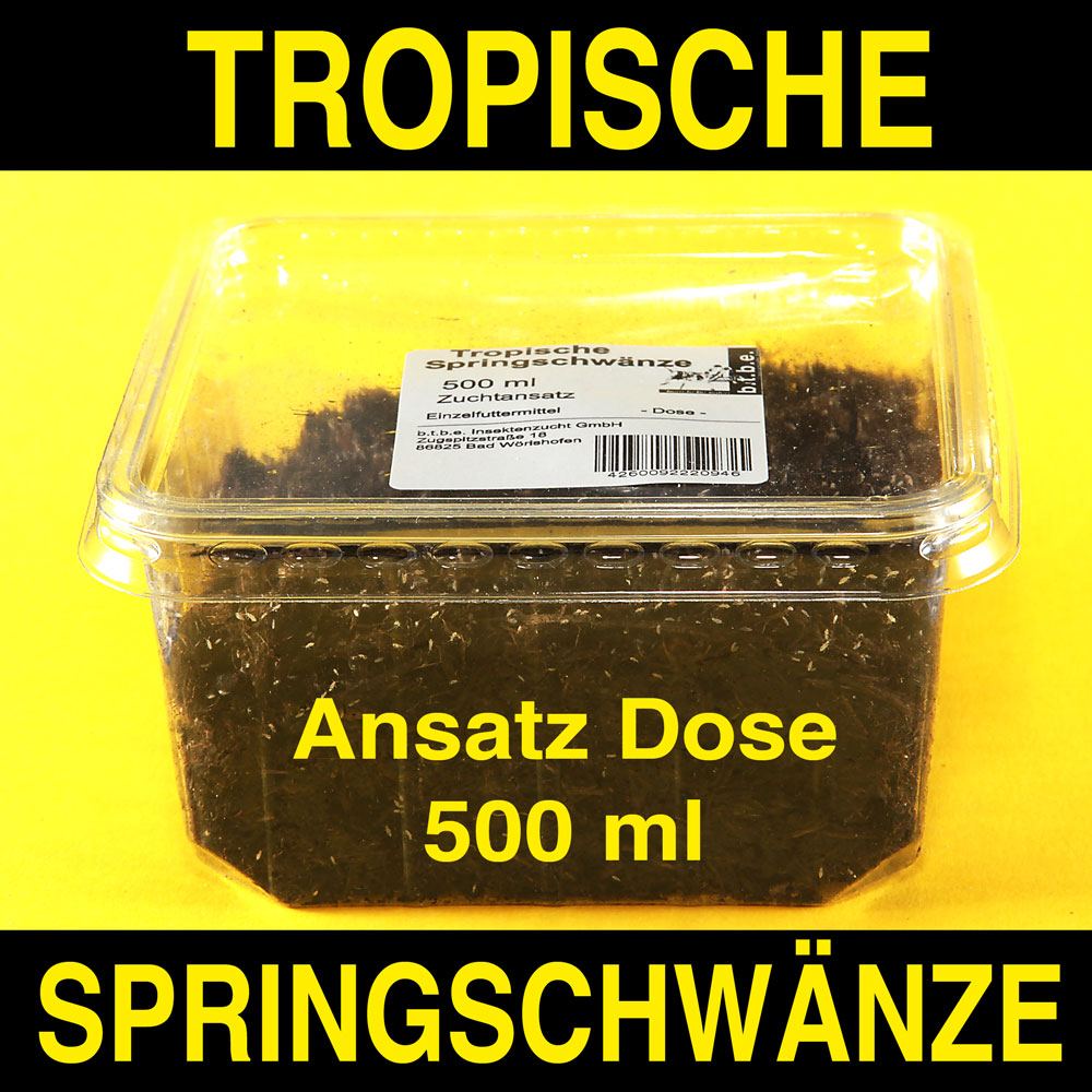 Tropische Springschwänze