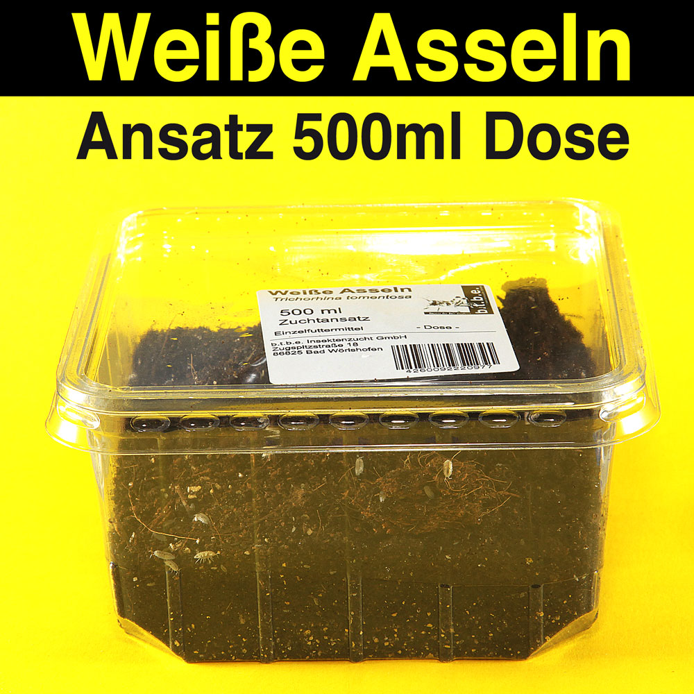 Weisse Asseln