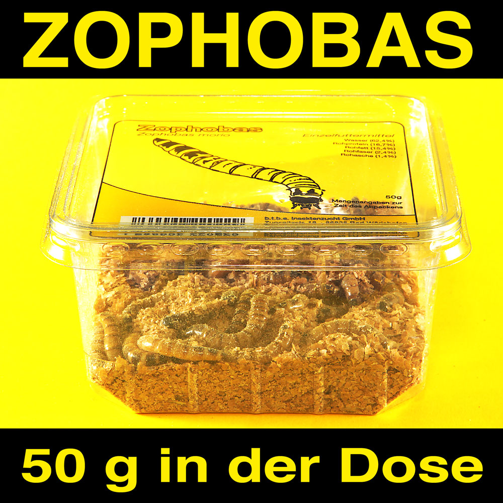 Zophobas