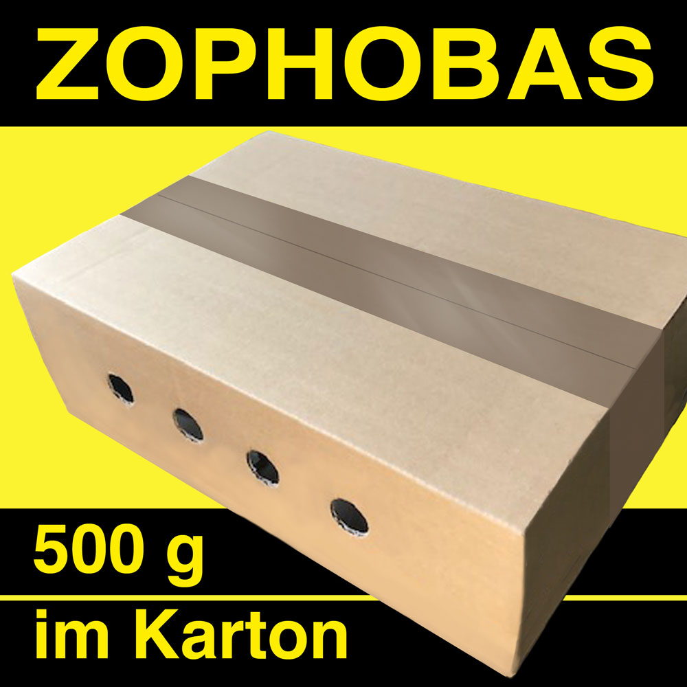 Zophobas