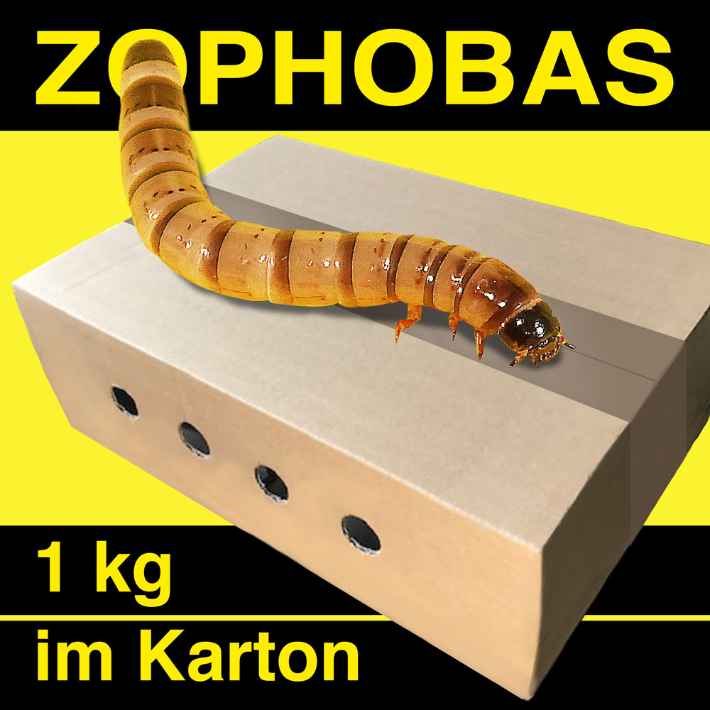 Zophobas