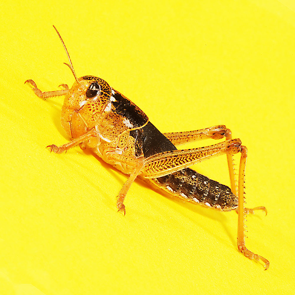 Wanderheuschrecke Subadult