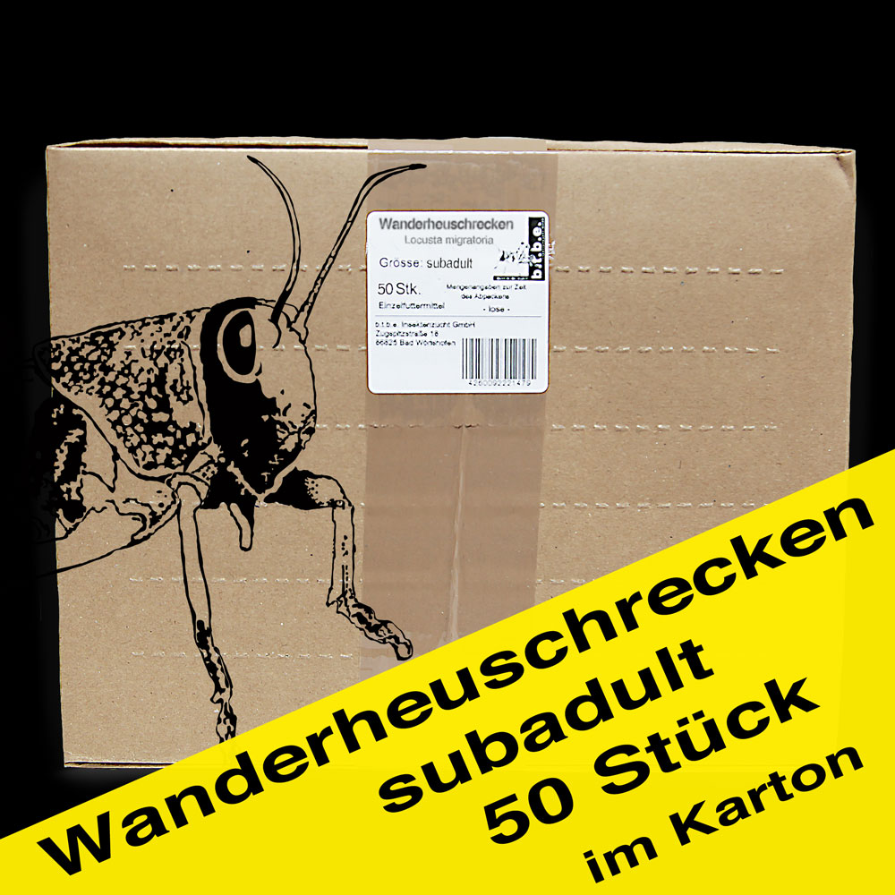 Wanderheuschrecke Subadult