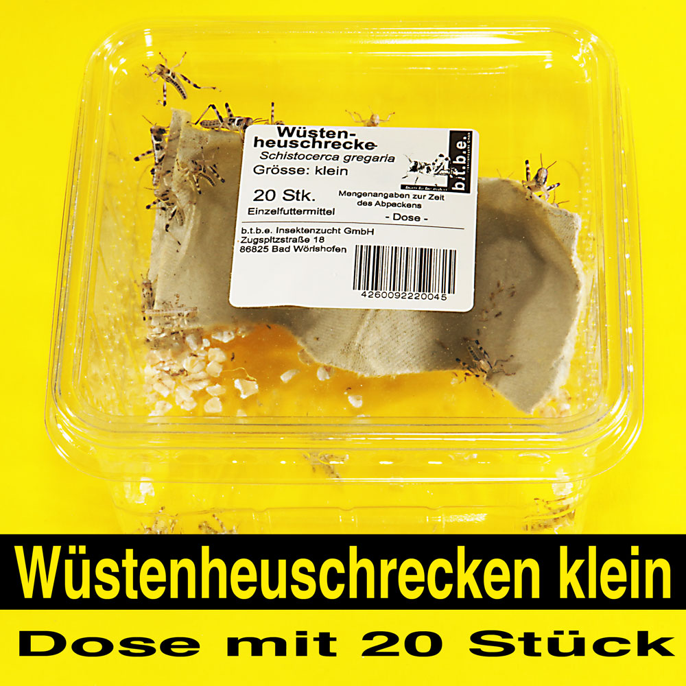 Wüstenheuschrecke klein