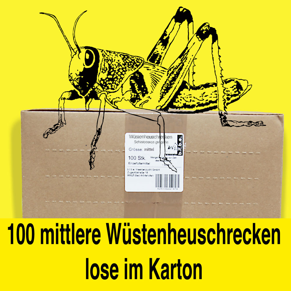 Wüstenheuschrecke mittel