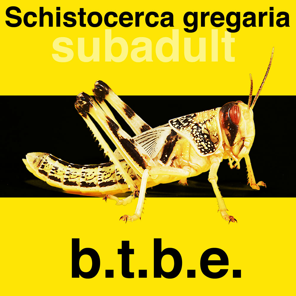 Wüstenheuschrecke subadult